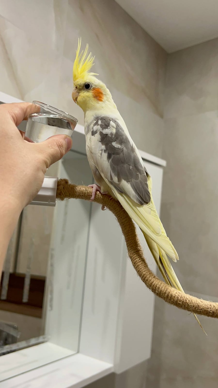 Ручная пёстрая корелла сидит рядом с чашкой воды в руке человека